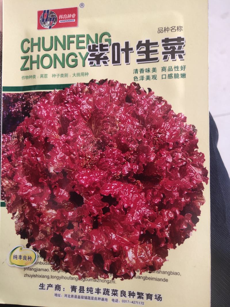 紫叶生菜色泽美观，口感脆嫩。散叶，成熟期早，