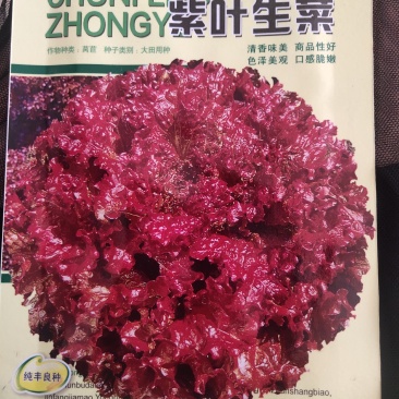 紫叶生菜色泽美观，口感脆嫩。散叶，成熟期早，