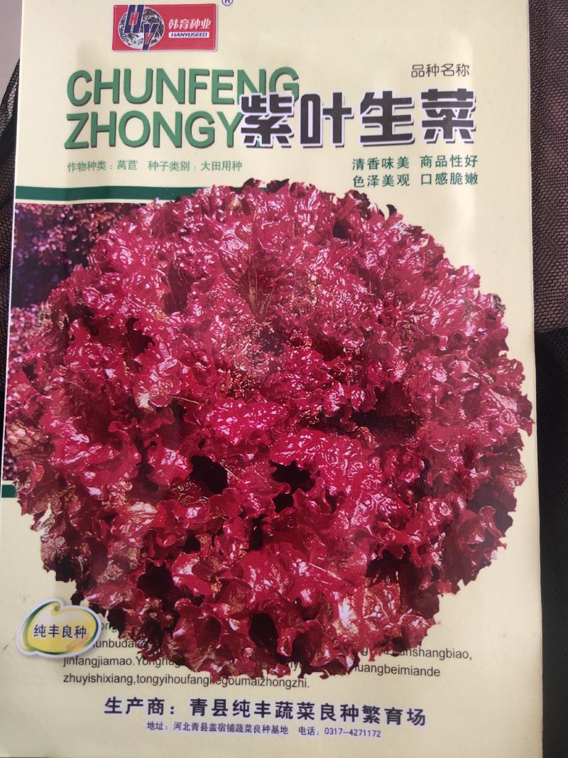 紫叶生菜色泽美观，口感脆嫩。散叶，成熟期早，