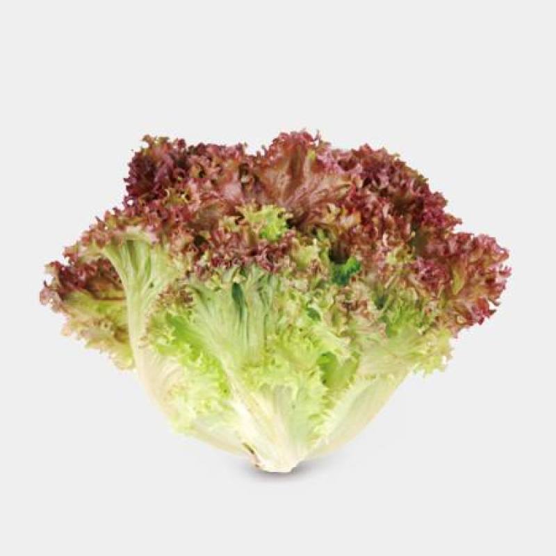 紫叶生菜色泽美观，口感脆嫩。散叶，成熟期早，