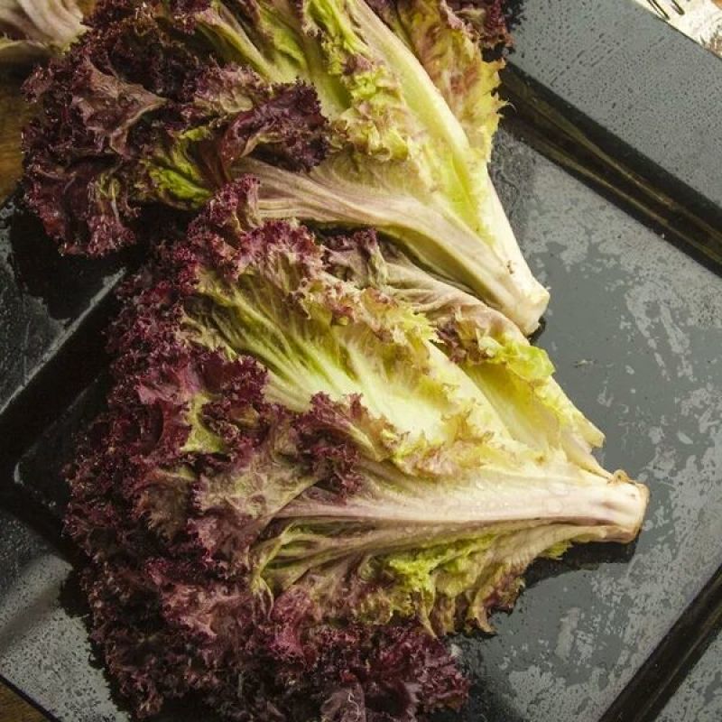 紫叶生菜色泽美观，口感脆嫩。散叶，成熟期早，