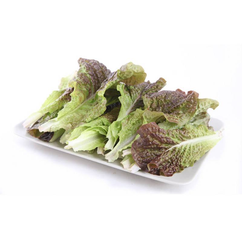 紫叶生菜色泽美观，口感脆嫩。散叶，成熟期早，