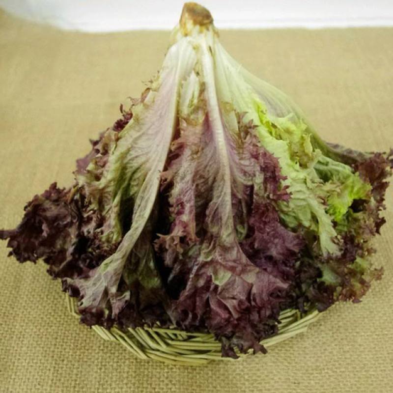 紫叶生菜色泽美观，口感脆嫩。散叶，成熟期早，