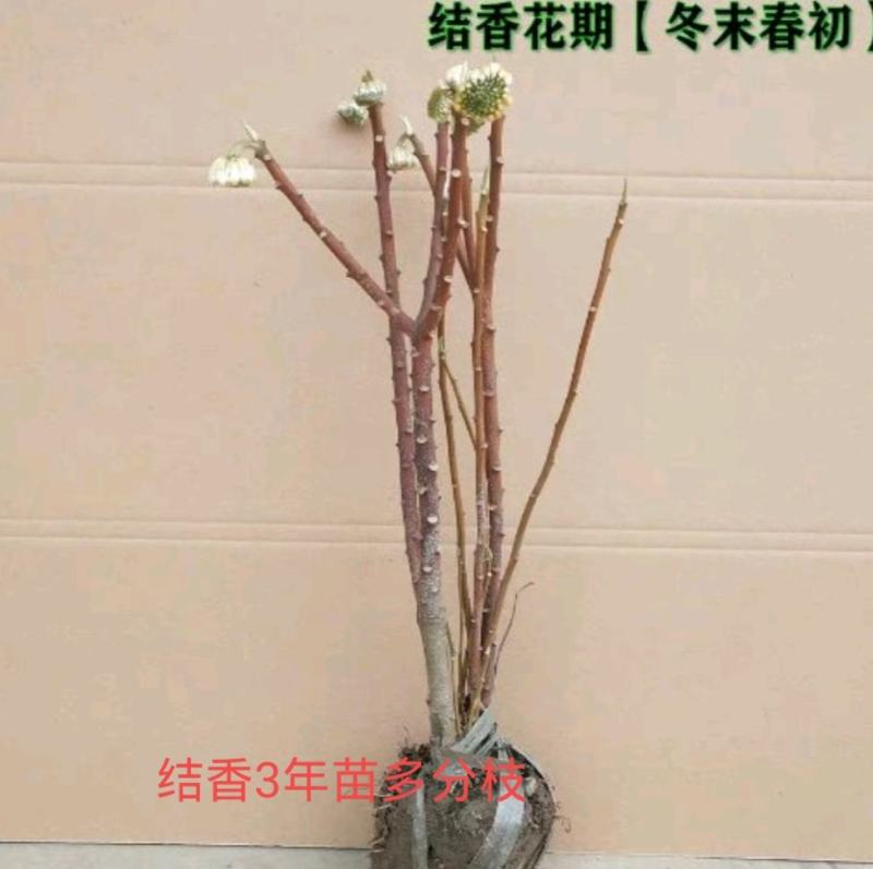 结香花，遍体生香，花叶不见