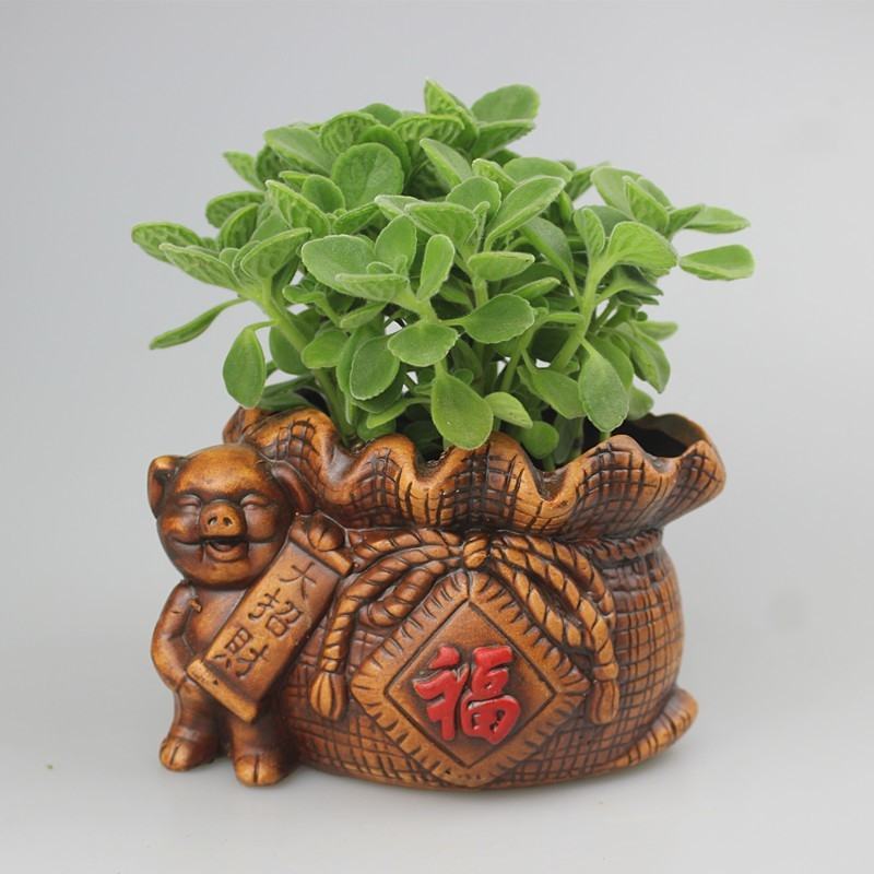 鲜花绿植碰碰香花卉桌面办公室盆栽植物薄荷花苗一抹香驱虫包
