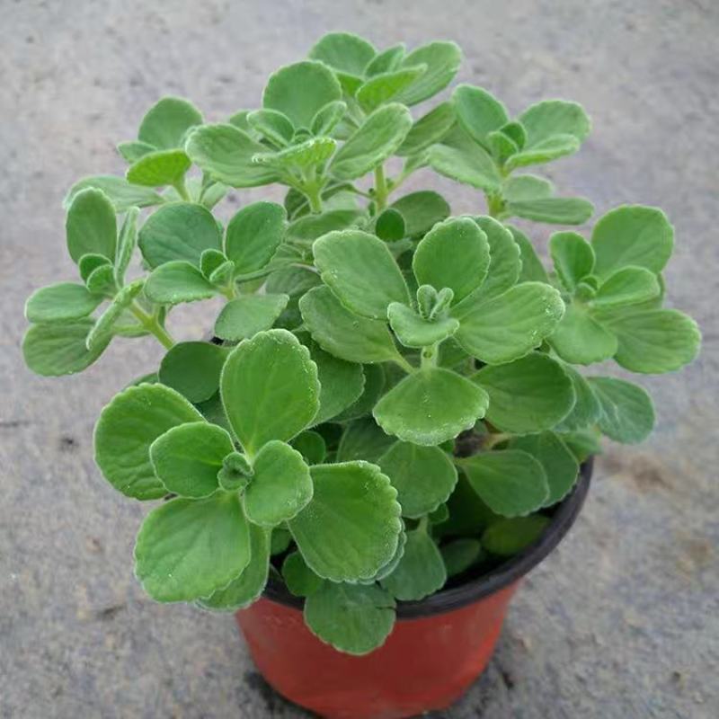 鲜花绿植碰碰香花卉桌面办公室盆栽植物薄荷花苗一抹香驱虫包