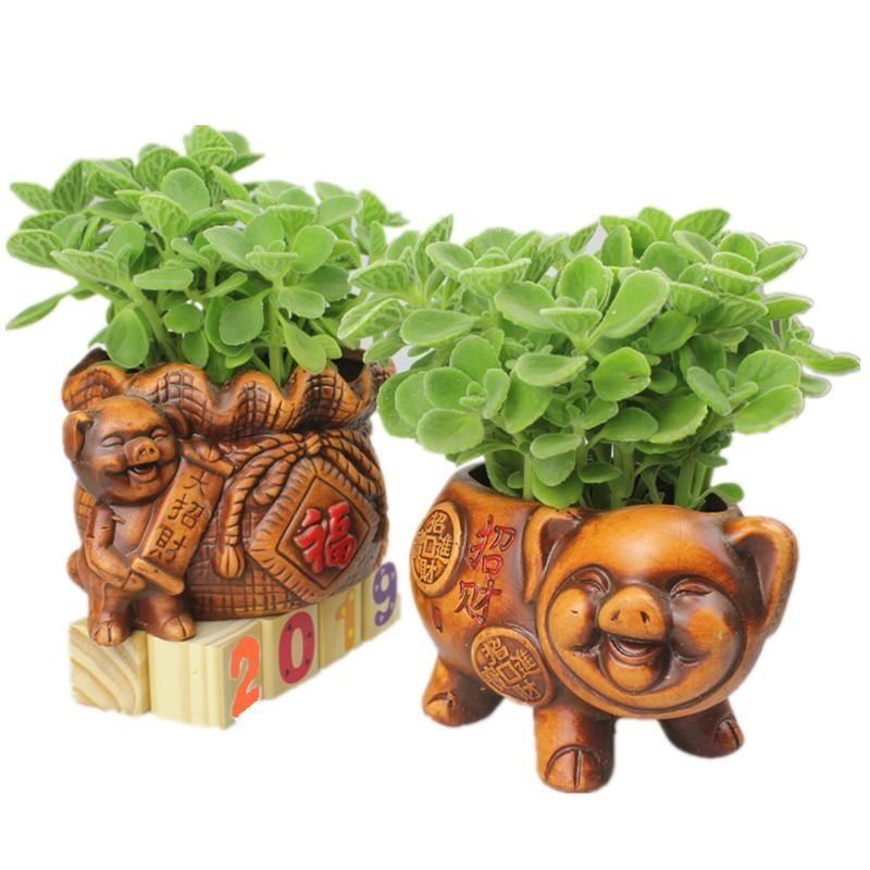 鲜花绿植碰碰香花卉桌面办公室盆栽植物薄荷花苗一抹香驱虫包