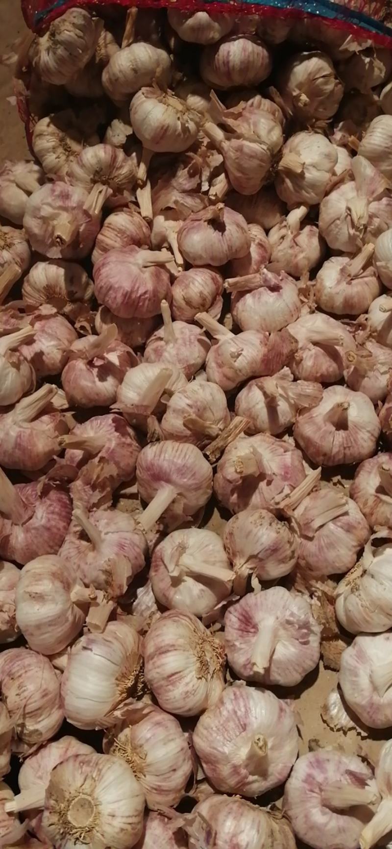 中牟紫皮蒜万亩基地货源充足紫皮蒜5cm~6cm干货