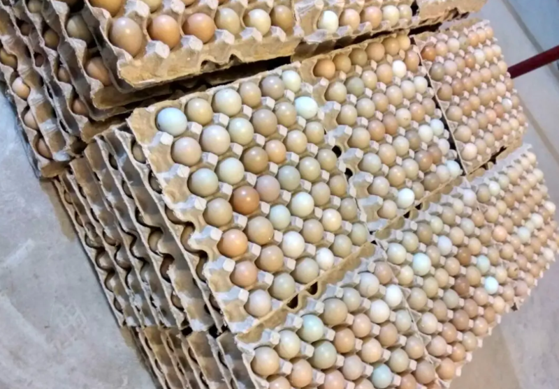 野鸡蛋食用50g以下自家养殖场常年供货破损包赔