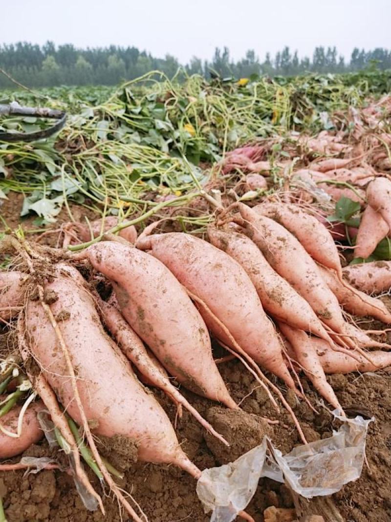 龙薯9地瓜号精品输出