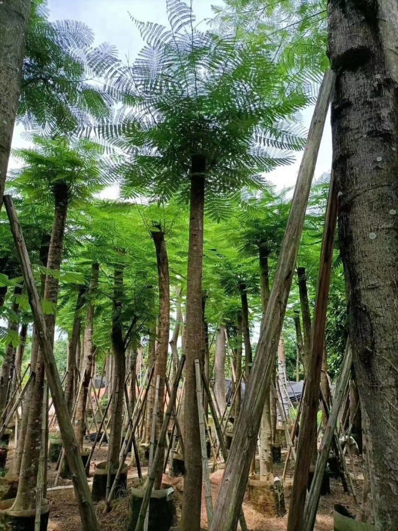 凤凰木，桃花芯木，榄仁，波萝密