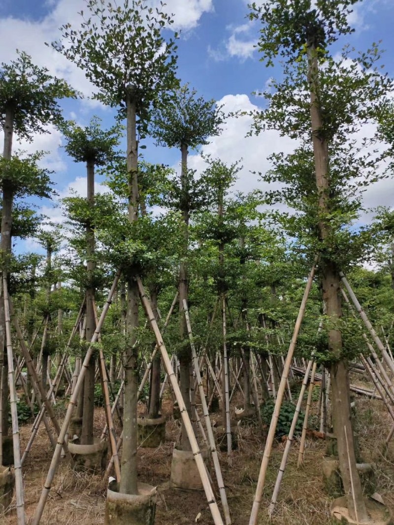 凤凰木，桃花芯木，榄仁，波萝密