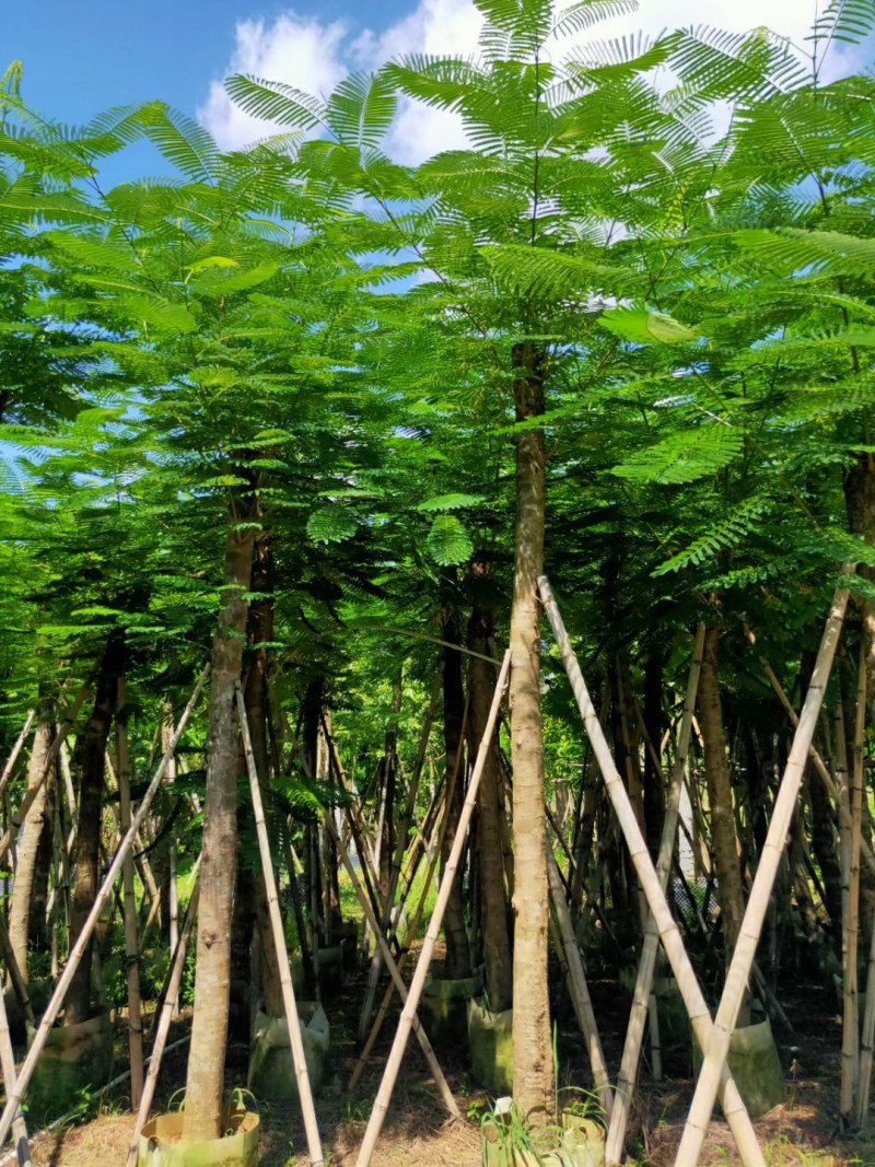 凤凰木，桃花芯木，榄仁，波萝密