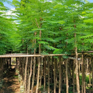 凤凰木，桃花芯木，榄仁，波萝密