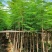 凤凰木，桃花芯木，榄仁，波萝密