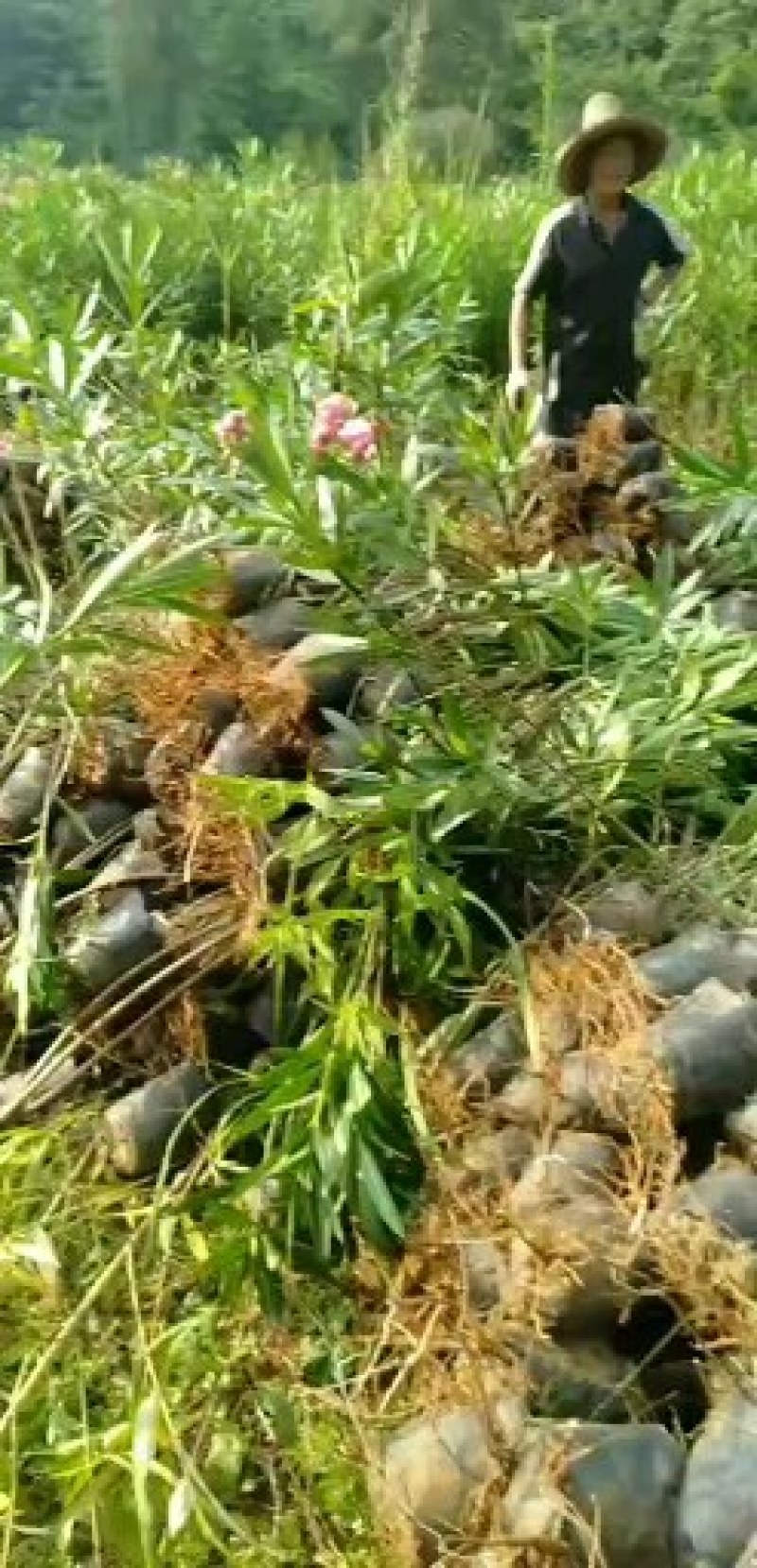 夹竹挑、各种规格夹竹桃