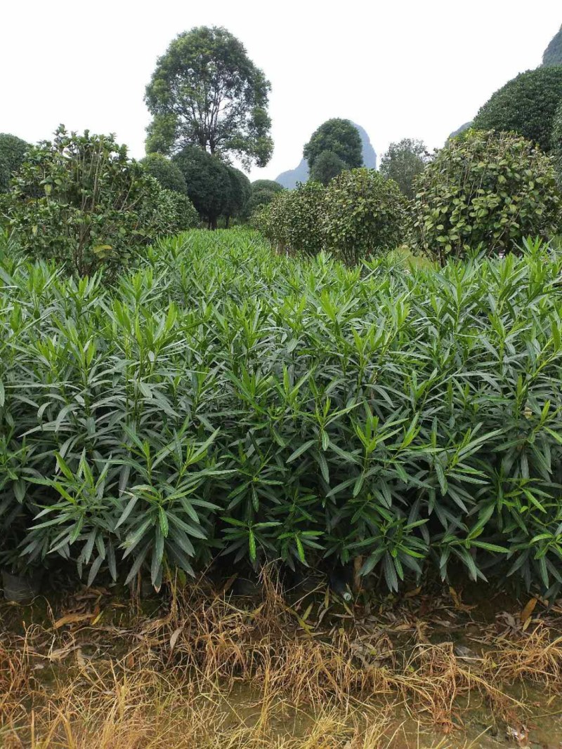 夹竹挑、各种规格夹竹桃