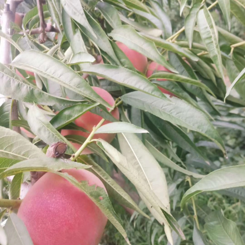 山东露水蜜桃，永联一号果型饱满，味道脆甜，4两以上精品果