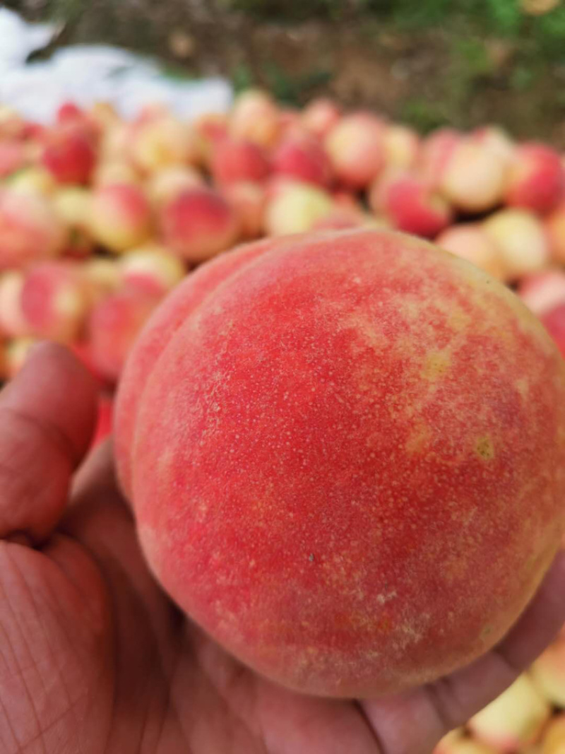 山东露水蜜桃，永联一号果型饱满，味道脆甜，4两以上精品果