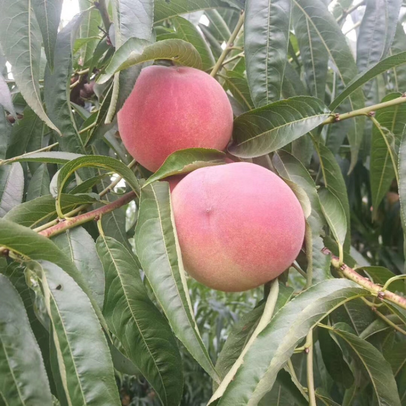 山东露水蜜桃，永联一号果型饱满，味道脆甜，4两以上精品果