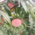 山东露水蜜桃，永联一号果型饱满，味道脆甜，4两以上精品果