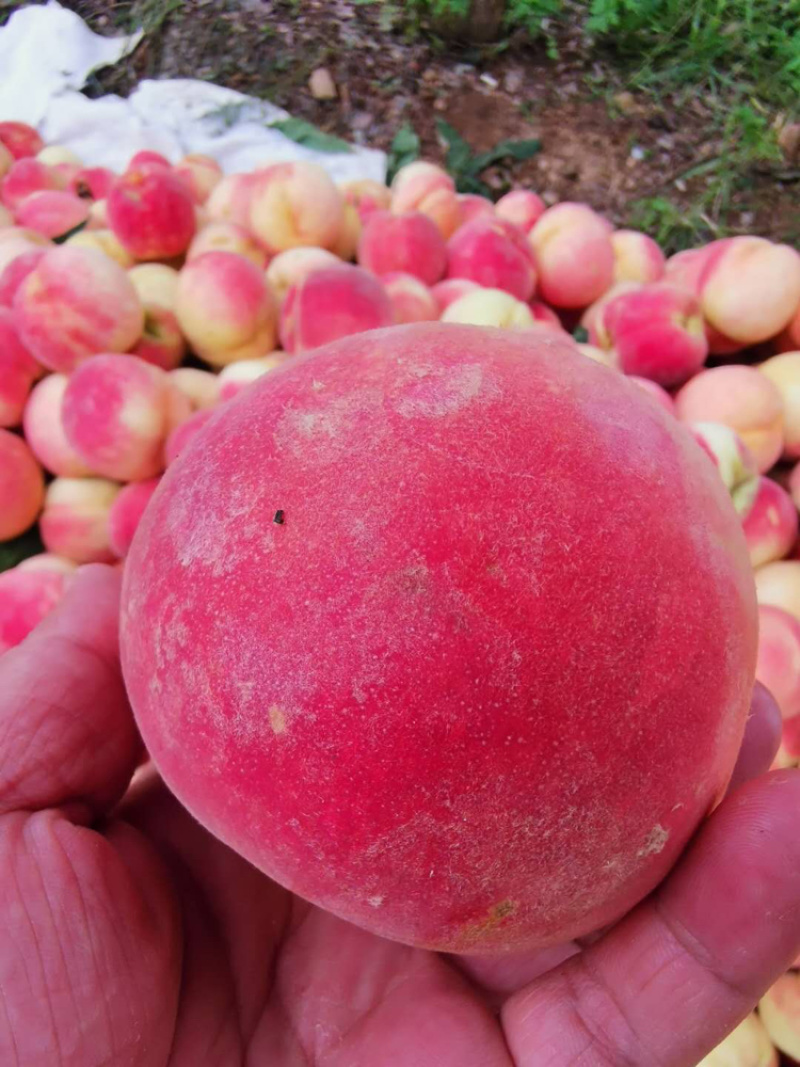 山东露水蜜桃，永联一号果型饱满，味道脆甜，4两以上精品果