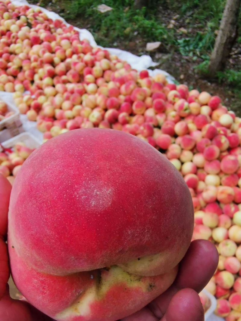 山东露水蜜桃，永联一号果型饱满，味道脆甜，4两以上精品果