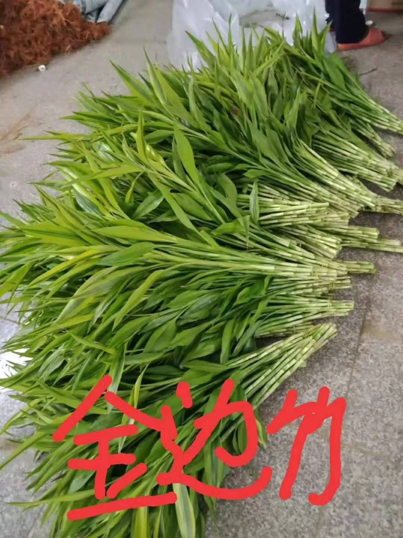 金边竹大、中、小曹先生
