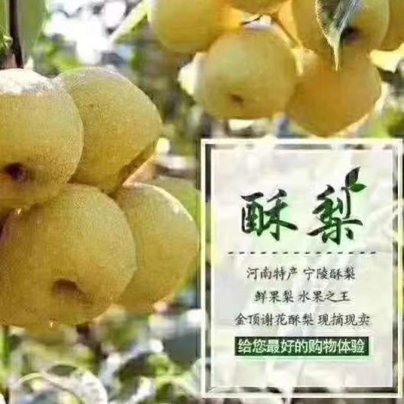 金顶谢花酥梨，批发零售，上车价，可视频看货，