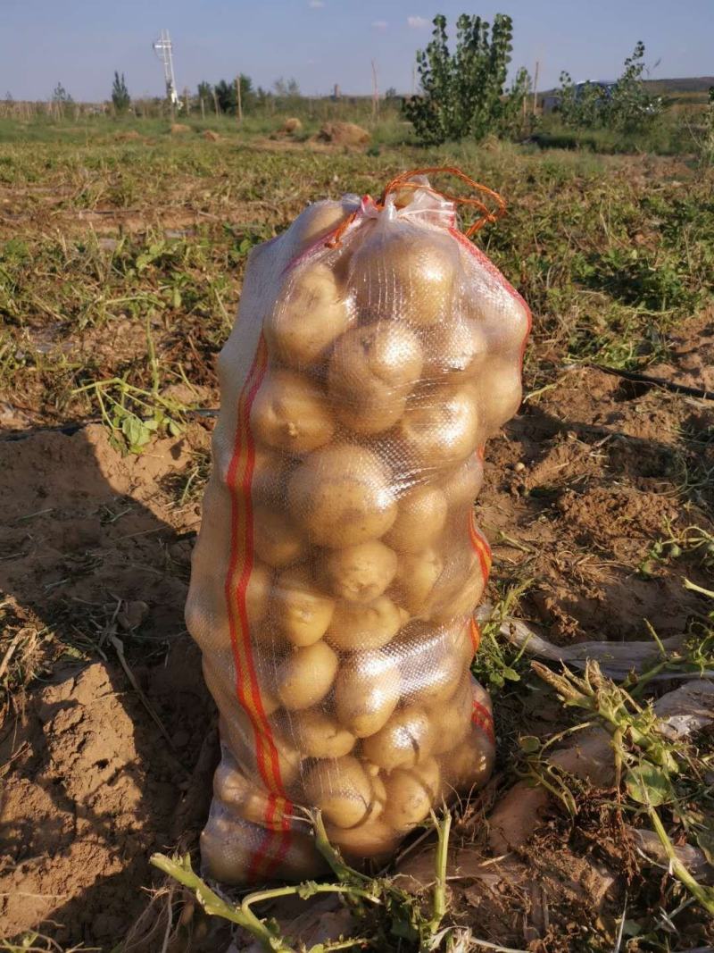 正在热销沙地V7黄心土豆
