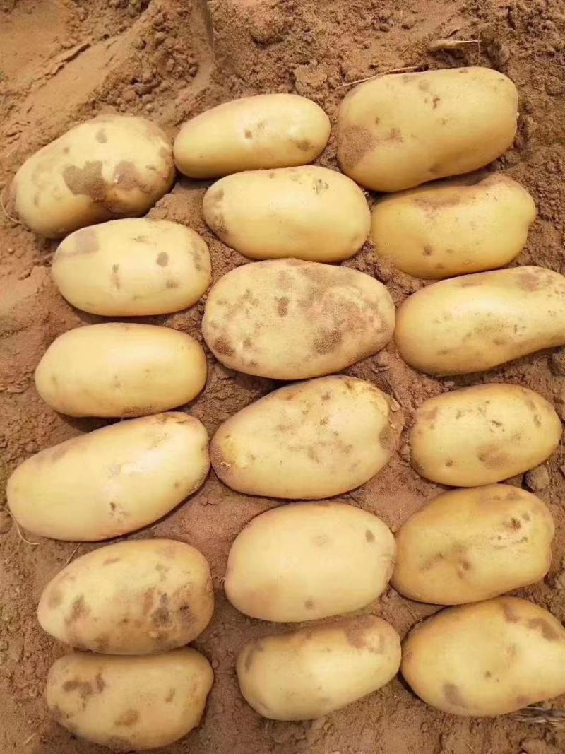 正在热销沙地V7黄心土豆