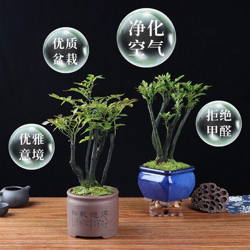 小叶紫檀盆景树桩黑骨茶镇宅辟邪耐寒植物小叶紫檀苗