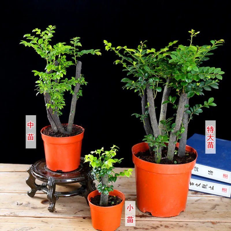 小叶紫檀盆景树桩黑骨茶镇宅辟邪耐寒植物小叶紫檀苗