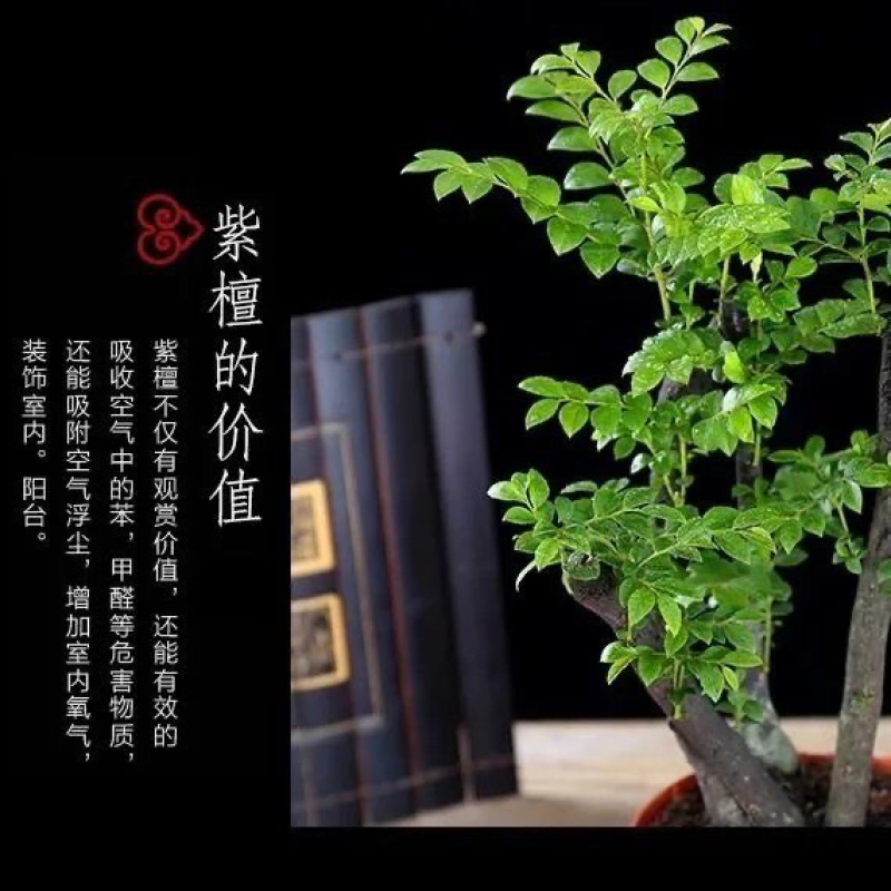小叶紫檀盆景树桩黑骨茶镇宅辟邪耐寒植物小叶紫檀苗