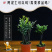 小叶紫檀盆景树桩黑骨茶镇宅辟邪耐寒植物小叶紫檀苗