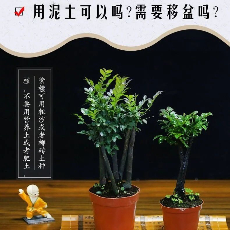 小叶紫檀盆景树桩黑骨茶镇宅辟邪耐寒植物小叶紫檀苗