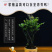小叶紫檀盆景树桩黑骨茶镇宅辟邪耐寒植物小叶紫檀苗