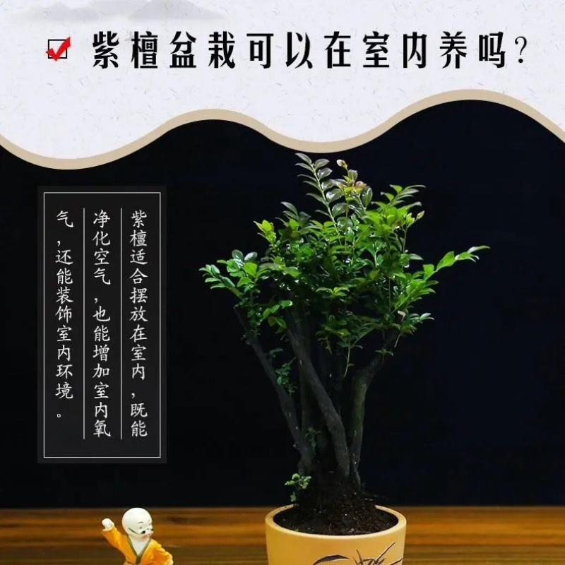 小叶紫檀盆景树桩黑骨茶镇宅辟邪耐寒植物小叶紫檀苗
