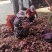 红皮黄皮洋葱脱皮无烂葱金乡县直销加工厂专用保证质量
