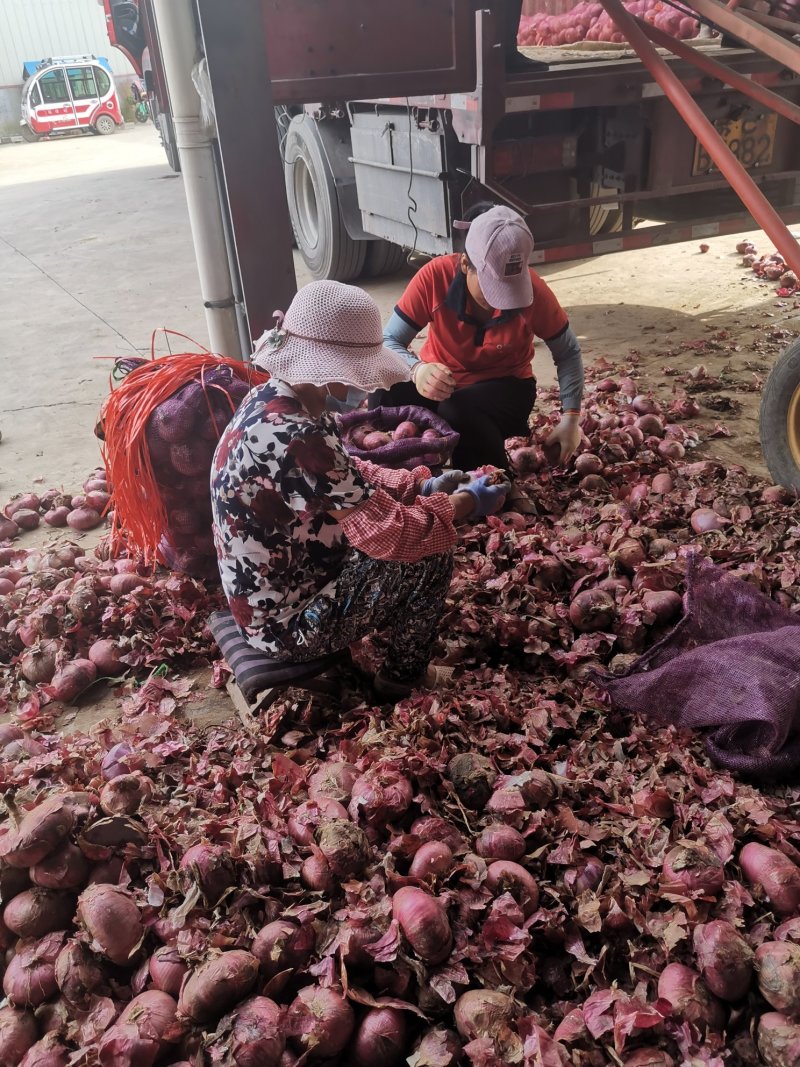 红皮黄皮洋葱脱皮无烂葱金乡县直销加工厂专用保证质量