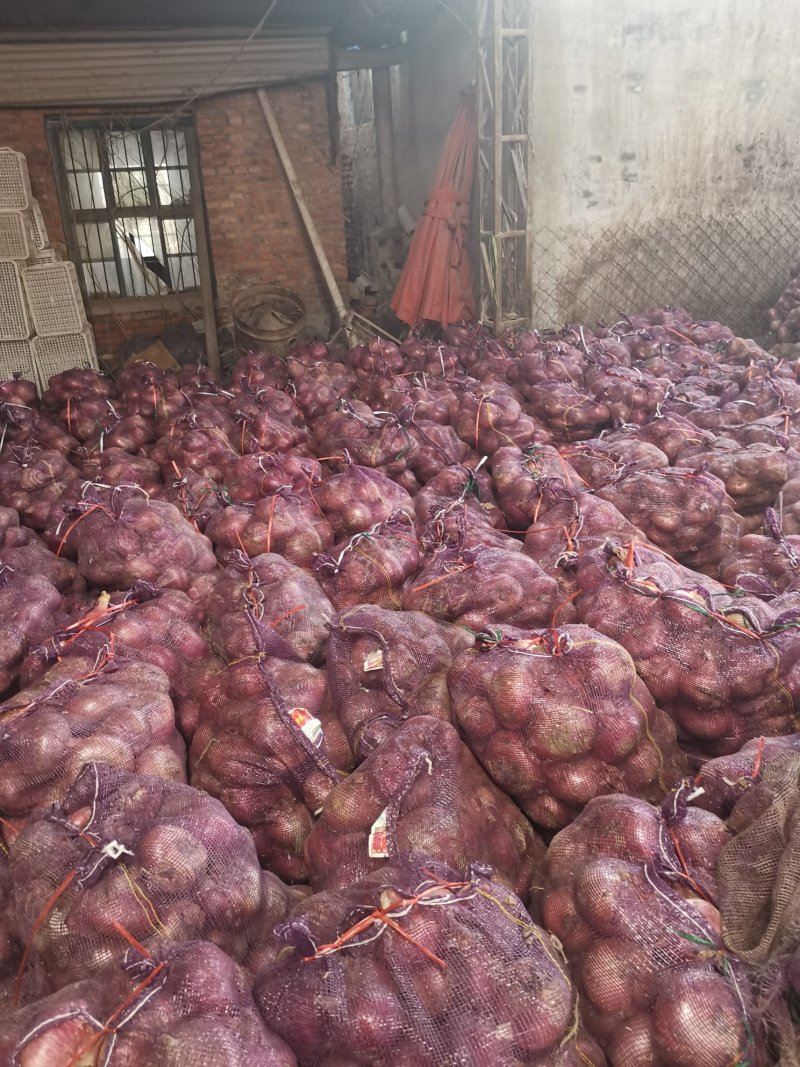 红皮黄皮洋葱脱皮无烂葱金乡县直销加工厂专用保证质量