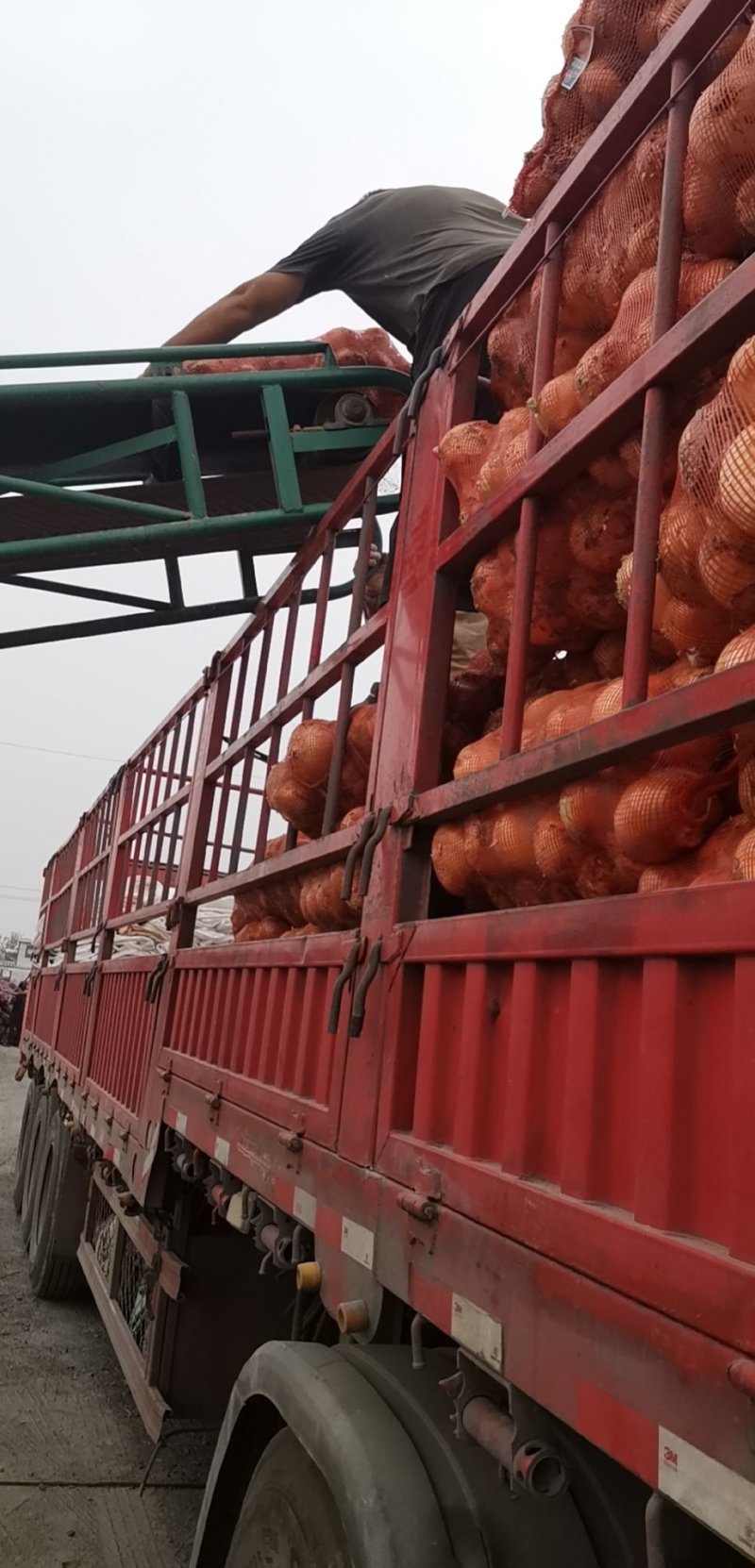 红皮黄皮洋葱脱皮无烂葱金乡县直销加工厂专用保证质量