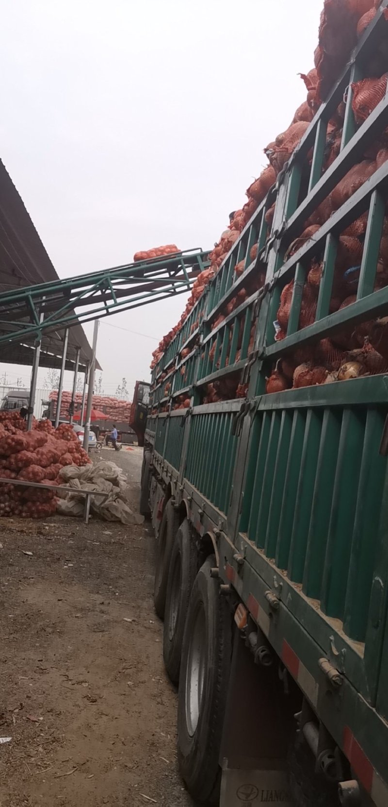 红皮黄皮洋葱脱皮无烂葱金乡县直销加工厂专用保证质量