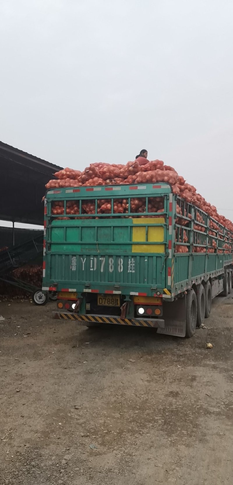 红皮黄皮洋葱脱皮无烂葱金乡县直销加工厂专用保证质量