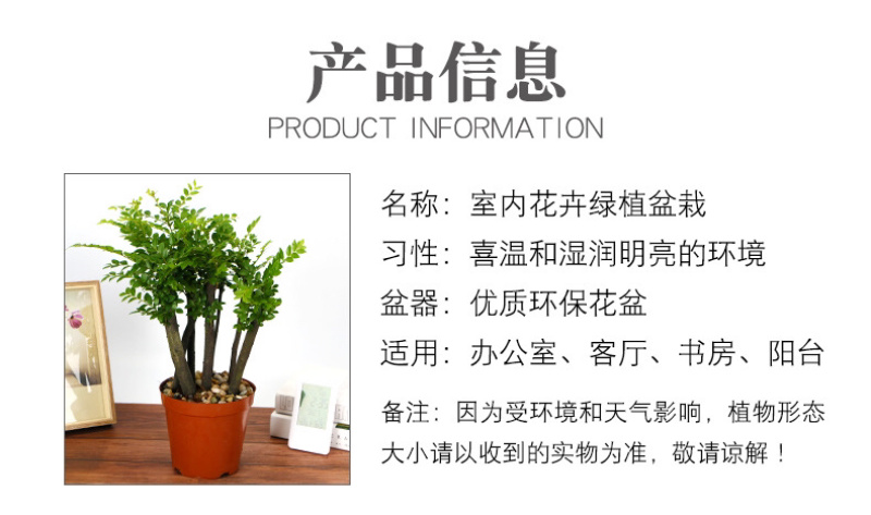小叶紫檀盆景树桩黑骨茶镇宅辟邪耐寒植物小叶紫檀苗