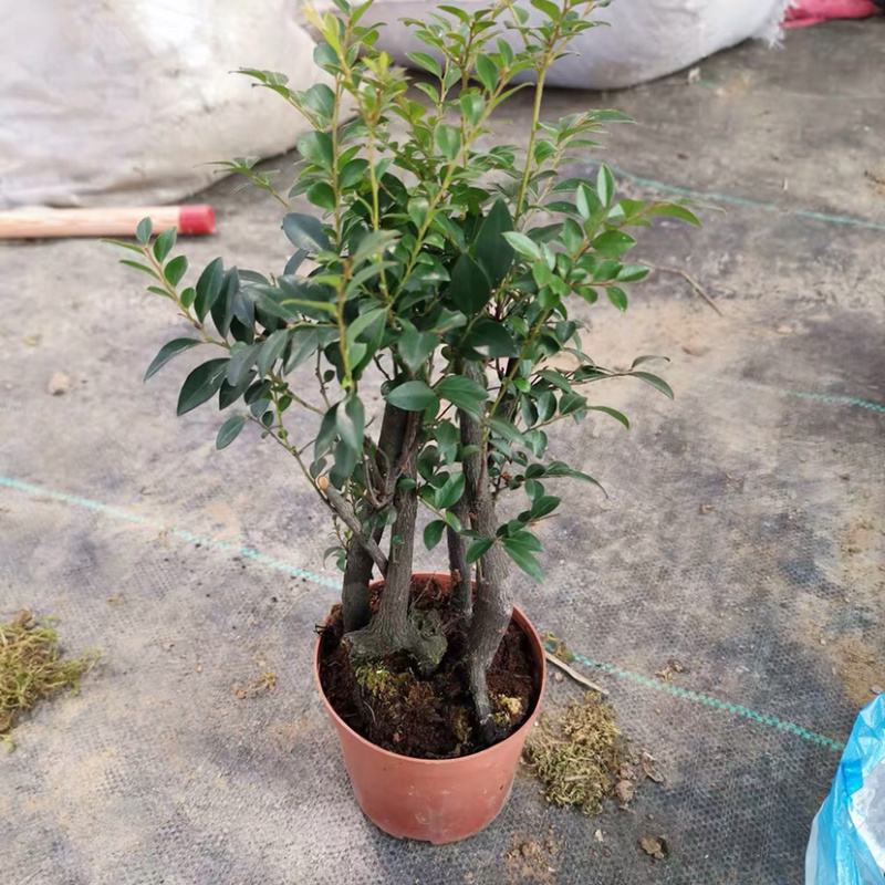 小叶紫檀盆景树桩黑骨茶镇宅辟邪耐寒植物小叶紫檀苗