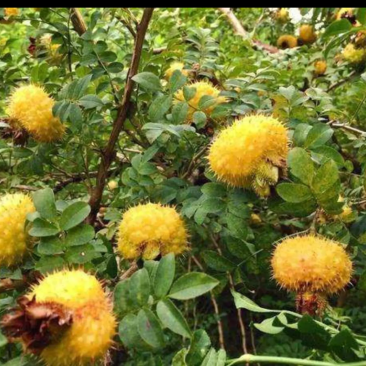 高山纯野生刺梨金黄色