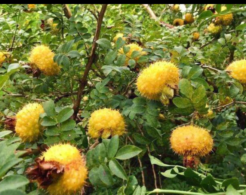 高山纯野生刺梨金黄色