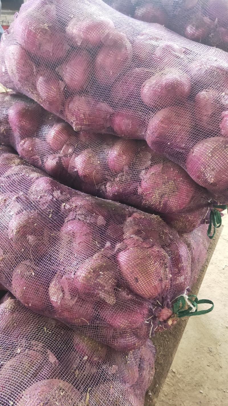 洋葱山东精品红皮黄皮洋葱【圆葱】大量供应