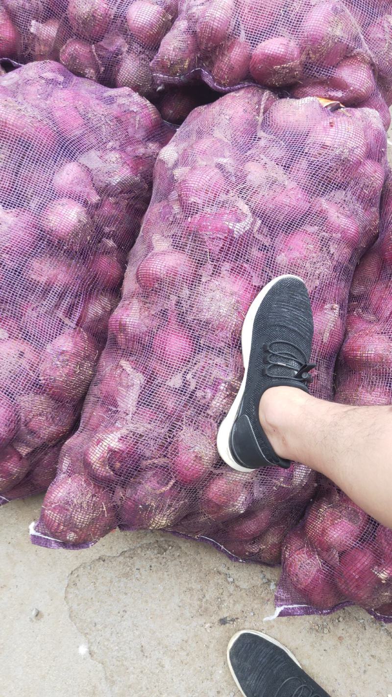 洋葱山东精品红皮黄皮洋葱【圆葱】大量供应